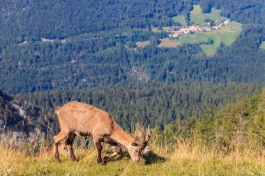 Alpine Ibex (Capra dağ keçisi) Creux du Van, Neuchatel kantonu, İsviçre