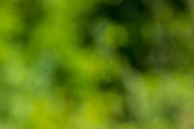 Yeşil doğal bulanık soyut arkaplan