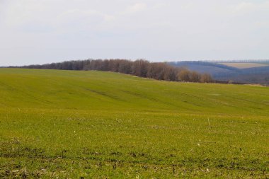 Baharda yeşil buğday filizleri.