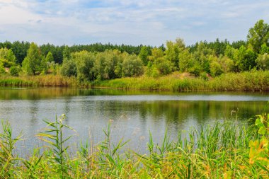 Yazın bir çam ormanında güzel bir göl manzarası