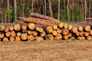 Yığılmış ağaç gövdeleri çam ormanlarındaki kereste endüstrisi tarafından devrilmiş.