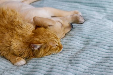 Küçük şirin labrador köpek yavrusu ve yatakta genç bir kedi. Evcil hayvanların dostluğu