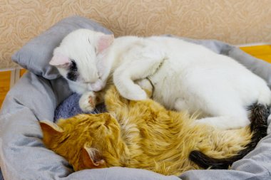 Yumuşak kedi yataklarında yatan iki kedi.