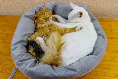 Yumuşak kedi yataklarında yatan iki kedi.