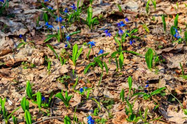 Mavi scilla çiçek (Scilla bifolia) veya Squill Bahar üzerinde ormandaki