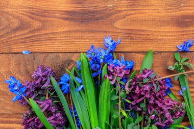 Mor Corydalis çiçekleri ve ahşap arka planda mavi scilla çiçekleri. İlk bahar çiçekleri. Sevgililer Günü, Kadınlar Günü ve Anneler Günü için tebrik kartı. Üst görünüm, alanı kopyala