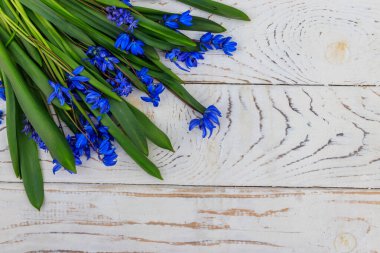 Beyaz ahşap arka planda mavi scilla çiçekleri. İlk bahar çiçekleri. Sevgililer Günü, Kadınlar Günü ve Anneler Günü için tebrik kartı. Üst görünüm, alanı kopyala