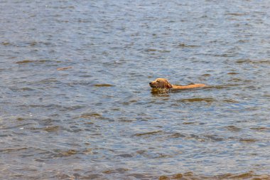 Şirin labrador av köpeği nehirde yüzüyor.