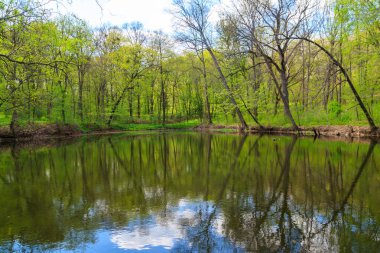 Yeşil bir ormanda güzel bir göl manzarası