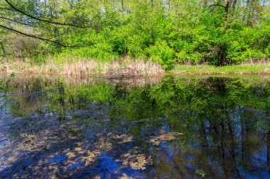Yazın ormanda küçük bir nehir.