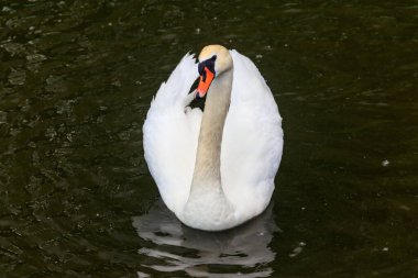 Gölde yüzen beyaz kuğu
