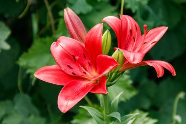 Bahçedeki çiçek tarhında doğulu zambak
