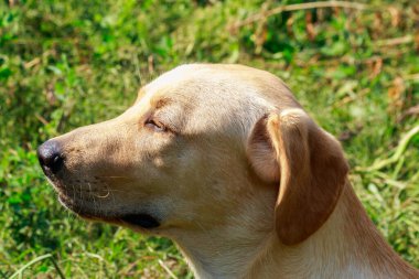 Genç ve şirin Labrador Retriever 'ın portresi.