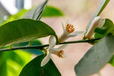 Apartmanın pencere eşiğinde çiçek açan limon ağacı