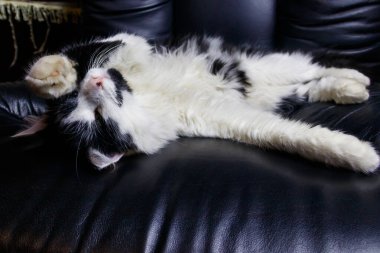 Siyah deri koltuklu genç kedi.