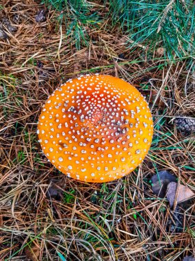 Kozalaklı bir ormanda mantar mantarı (Amanita muscaria).