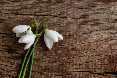 Kırsal ahşap arka planda beyaz kardelen buketi