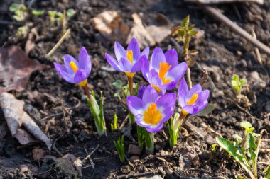Baharda bahçede mor kır çiçekleri