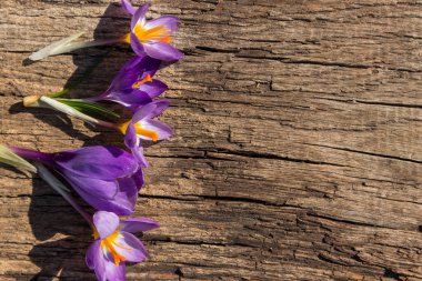Kırsal ahşap arka planda mor kır çiçekleri. Bahar çiçekleri. Sevgililer Günü, Kadınlar Günü ve Anneler Günü için tebrik kartı. Üst görünüm, alanı kopyala