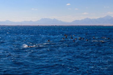 Kızıl Deniz 'deki mercan kayalıklarında şnorkelle yüzen bir grup insan.