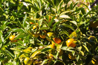 Bahçedeki ağaç dallarında sallanan portakal meyveleri