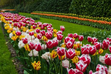 Colorful flowerbeds in Keukenhof tulip garden in Lisse, Netherlands. Keukenhof is the most beautiful spring garden in the world. Beautiful ornamental garden landscape at Lisse, Netherlands