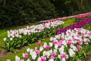 Colorful flowerbeds in Keukenhof tulip garden in Lisse, Netherlands. Keukenhof is the most beautiful spring garden in the world. Beautiful ornamental garden landscape at Lisse, Netherlands