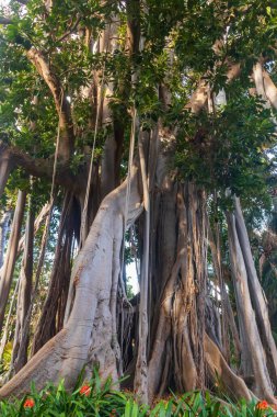 Huge Moreton Bay fig or Australian banyan (Ficus macrophylla) in botanical garden in Puerto de la Cruz on Tenerife island, Canary islands, Spain