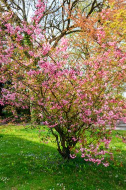 Baharda bahçede açan pembe kiraz ağacı.