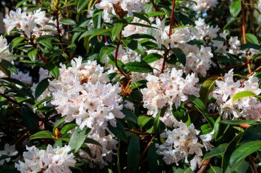 Botanik bahçesinde güzel çiçek açan ağaç rhododendron (Rhododendron arboreum)