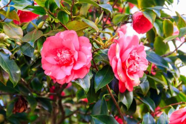 Parkta güzel açan kamelya ağacı