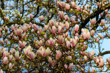 Parkta çiçek açan güzel pembe manolya ağacı