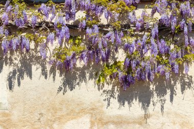 Duvarda çiçek açan mor salkımcık sarmaşığı