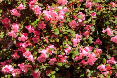 Pembe Azalea (Rhododendron williamsianum) baharda bir bahçede çiçek açar