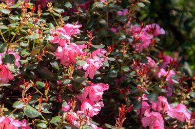 Pembe Azalea (Rhododendron williamsianum) baharda bir bahçede çiçek açar