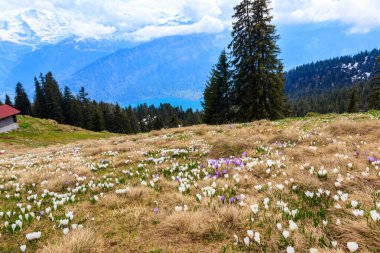 İsviçre Alplerinde ilkbaharda açan yabani mor ve beyaz Crocus alp çiçekleri. Niederhorn, İsviçre. Çiçekleri açan güzel İsviçre dağları manzarası