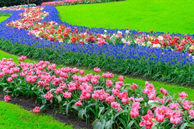 Hollanda, Lisse 'deki Keukenhof lale bahçesinin manzarası. Keukenhof dünyanın en güzel bahar bahçesidir. Hollanda, Lisse 'deki güzel süs bahçesi manzarası