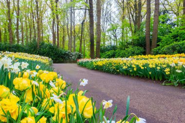 Hollanda, Lisse 'deki Keukenhof lale bahçesinin manzarası. Keukenhof dünyanın en güzel bahar bahçesidir. Hollanda, Lisse 'deki güzel süs bahçesi manzarası