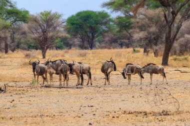Tarangire Ulusal Parkı, Tanzanya 'da mavi antilop sürüsü (Connochaetes taurinus)