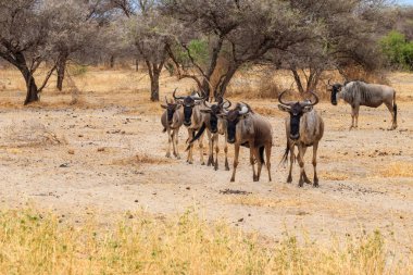 Tarangire Ulusal Parkı, Tanzanya 'da mavi antilop sürüsü (Connochaetes taurinus)