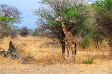 Tarangire Ulusal Parkı, Tanzanya 'daki Savana' da zürafa. Tanzanya 'nın vahşi doğası, Doğu Afrika