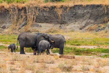 Tarangire Ulusal Parkı, Tanzanya 'da Afrika filleri sürüsü