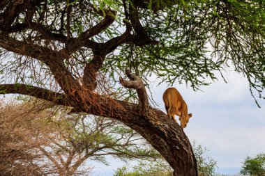 Yetişkin dişi aslan (Panthera leo) Tarangire Ulusal Parkı, Tanzanya 'daki ağaçtan in.