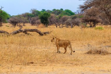 Dişi aslan (Panthera leo) Tarangire Milli Parkı, Tanzanya 'da yürüyor