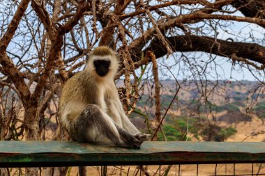 Tarangire Ulusal Parkı, Tanzanya 'da Vervet Maymunu (Chlorocebus pygerythrus)