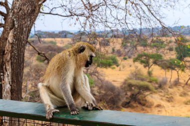 Tarangire Ulusal Parkı, Tanzanya 'da Vervet Maymunu (Chlorocebus pygerythrus)