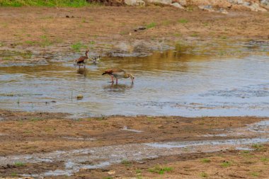 Tanzanya 'daki Tarangire Ulusal Parkı' nda Mısırlı kaz (Alopochen aegyptiaca). Afrika 'nın vahşi yaşamı
