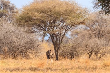 Tarangire Ulusal Parkı, Tanzanya 'da kadın devekuşu (Struth io camelus)