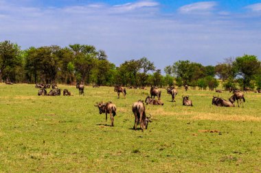 Herd of blue wildebeest (Connochaetes taurinus) in savannah in Serengeti national park in Tanzania. Great migration