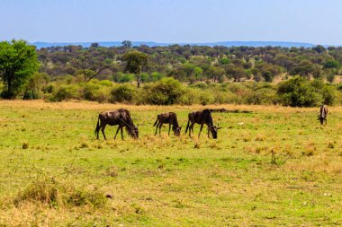 Herd of blue wildebeest (Connochaetes taurinus) in savannah in Serengeti national park in Tanzania. Great migration